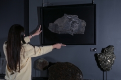 Скелет ихтиозавра