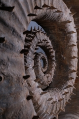 Гетероморфный аммонит Emericiceras barremense