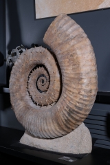 Гетероморфный аммонит Emericiceras barremense