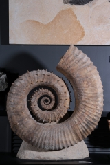 Гетероморфный аммонит Emericiceras barremense