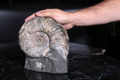 Аммонит Colombiceras sp.