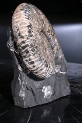 Аммонит Colombiceras sp.