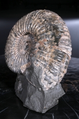 Аммонит Colombiceras sp.