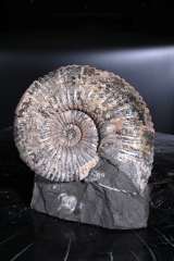 Аммонит Colombiceras sp.