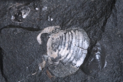 Аммонит Colombiceras sp.