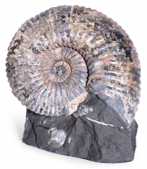 Аммонит Colombiceras sp.