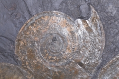 Аммониты Harpoceras sp.