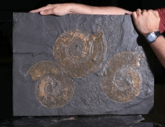 Аммониты Harpoceras sp.