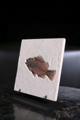 Рыба Priscacara serrata