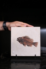 Рыба Priscacara serrata