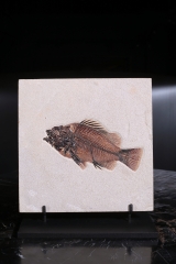 Рыба Priscacara serrata