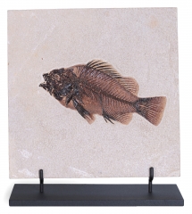 Рыба Priscacara serrata