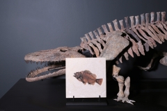 Рыба Priscacara serrata