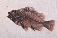 Рыба Priscacara serrata