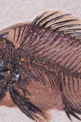 Рыба Priscacara serrata