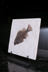 Рыба Priscacara serrata