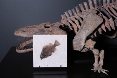 Рыба Priscacara serrata