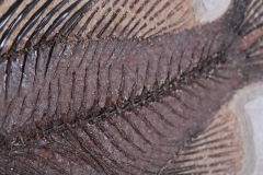 Рыба Priscacara serrata