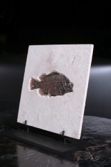 Рыба Priscacara sp.