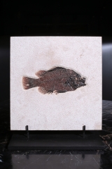 Рыба Priscacara sp.
