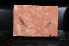 Рыбы Knightia sp. и Priscacara sp.