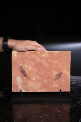 Рыбы Knightia sp. и Priscacara sp.