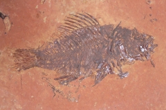 Рыбы Knightia sp. и Priscacara sp.