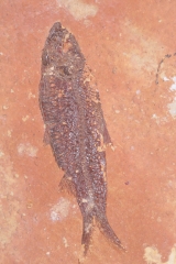 Рыбы Knightia sp. и Priscacara sp.