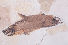 Рыбы Knightia sp.