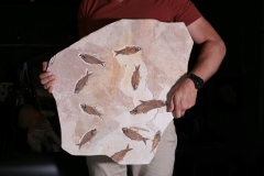 Рыбы Knightia sp.