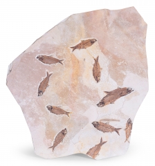 Рыбы Knightia sp.