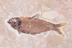 Рыбы Knightia sp.