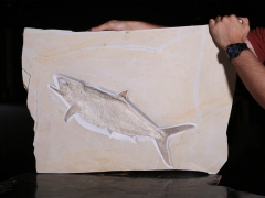 Рыба Caturus furcatus 