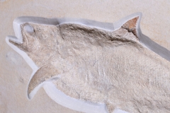 Рыба Caturus furcatus 