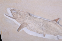 Рыба Caturus furcatus 