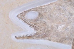 Рыба Caturus furcatus 