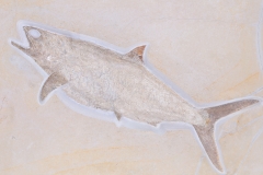 Рыба Caturus furcatus 