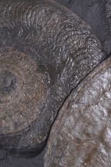 Аммониты Harpoceras sp.