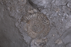 Аммониты Harpoceras sp.