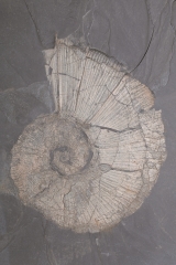 Аммонит Arietites sp.