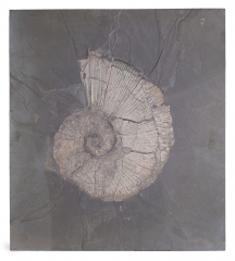 Аммонит Arietites sp.