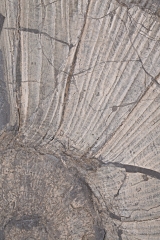 Аммонит Arietites sp.