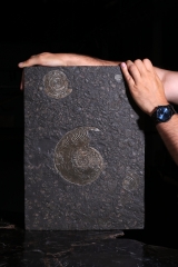 Аммониты Lytoceras sp. и Harpoceras sp.