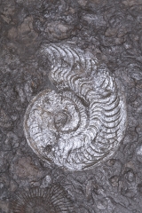 Аммониты Lytoceras sp. и Harpoceras sp.