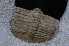 Трилобит Scotoharpes spasskii