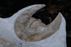 Трилобит Scotoharpes spasskii