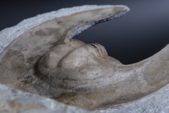 Трилобит Scotoharpes spasskii