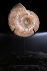 Аммонит Idoceras sp.