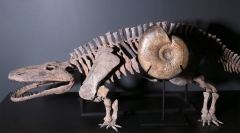 Аммонит Idoceras sp.