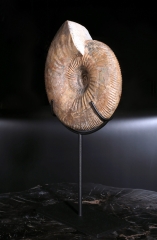 Аммонит Idoceras sp.